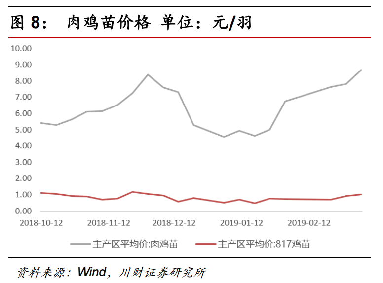 蛋鸡苗